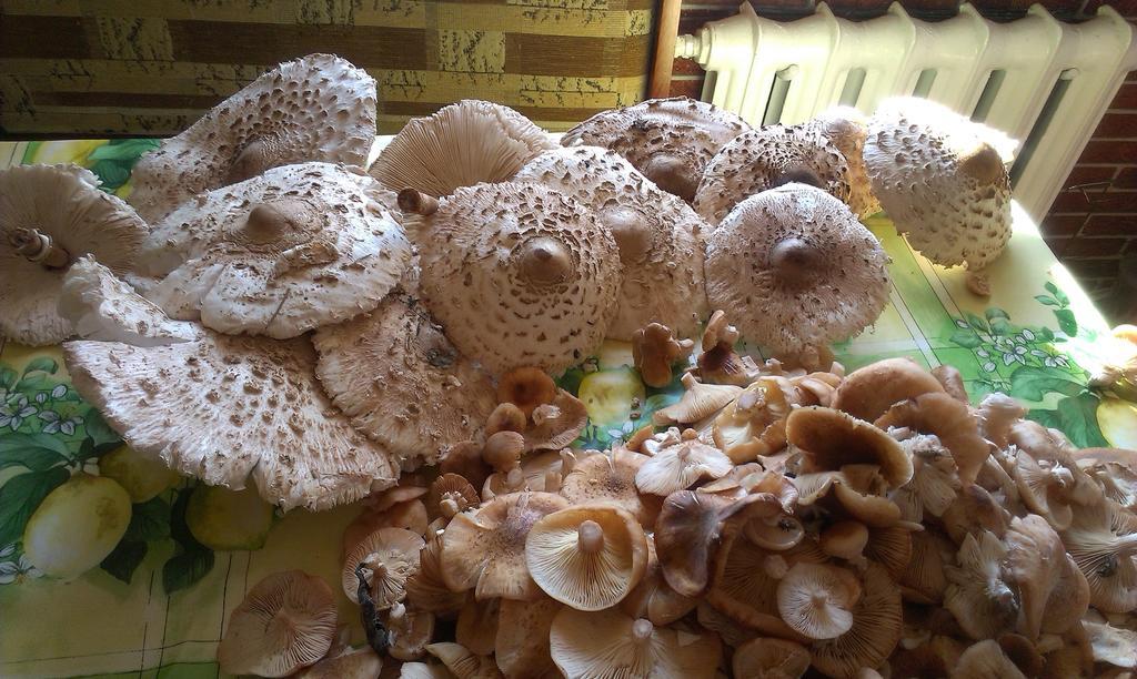 Agro-Tur Domki W Szuwarach Kuty Экстерьер фото